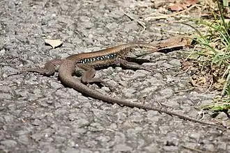 Description de cette image, également commentée ci-après