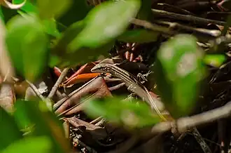 Description de l'image Ameivula nativo - Vitor Corrêa Dias - 413636121.jpeg.