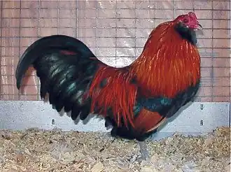 Coq Améraucana nain.