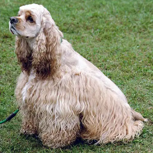 Cocker spaniel américain.