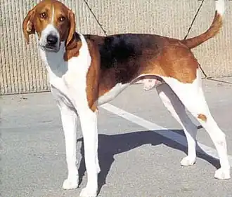 Foxhound américain.