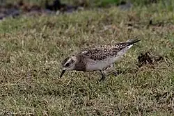 Photographie d'un Pluvier bronzé dans de l'herbe, penché vers l'avant et scrutant le sol.
