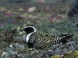 Photographie d'un Pluvier bronzé en plumage nuptial en train de couver, allongé au sol, dans la végétation.