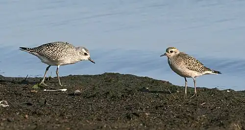 Photographie de deux oiseaux gris mouchetés de blanc sur un rocher.