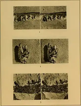 Description de l'image American Mesozoic Mammalia (1929) (18158180251).jpg.
