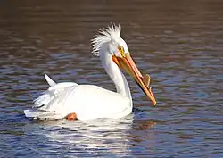 Pélican blanc de face sur un fleuve.