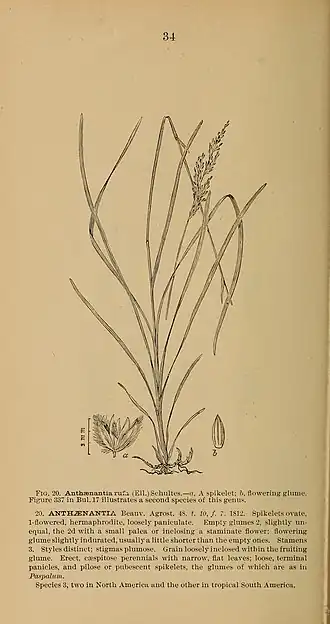 Description de l'image American grasses (1897) (17960182688).jpg.