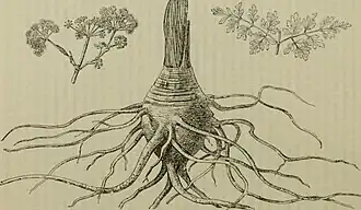 Image illustrative de l’article Sumbul