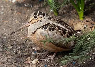 Description de cette image, également commentée ci-après