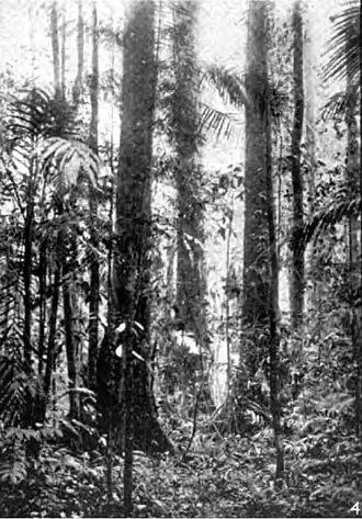 Description de l'image Americana 1920 Tropical Forest Products - Lauan or Dipterocarp forest.jpg.
