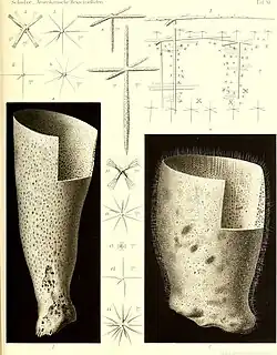 Rhabdocalyptus dawsoni & Staurocalyptus fasciculatus