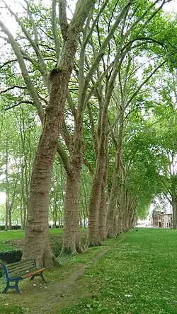 Alignement de platanes de la rue Jean Jaurès.
