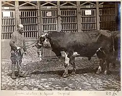 bœuf sombre à tête blanche et lunette sur les yeux et marques blanches sous le ventre.