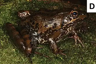 Description de l'image Amietia delalandii (10.3897-zse.92.9948) Figure 3 (cropped).jpg.