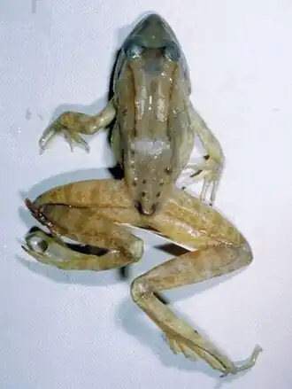 Description de l'image Amietia tenuoplicata holotype female zmb 66247.jpg.