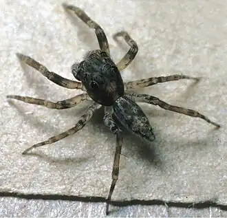 Description de l'image Amilaps mayana Zookeys.891.38563 Fig 10.jpg.