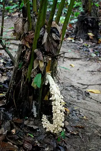 Description de l'image Ammandra decasperma imported from iNaturalist photo 72642350 on 12 November 2023.jpg.