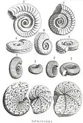 M : Ophioides F : Ammonites
