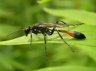 Ammophila sabulosa, une guêpe fouisseuse