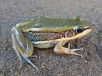 Description de l'image Amnirana galamensis.jpg.