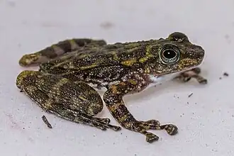 Description de l'image Amolops cremnobatus.jpg.