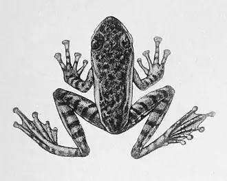 Description de l'image Amolops marmoratus.jpg.