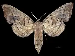 Avers de la femelle(coll.MHNT)