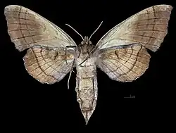 Revers de la femelle(coll.MHNT)