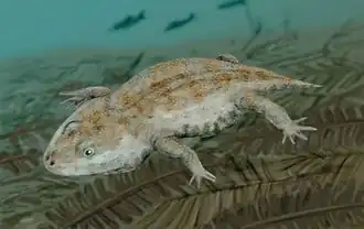 Amphibamus, un dissorophoïde temnospondyle.