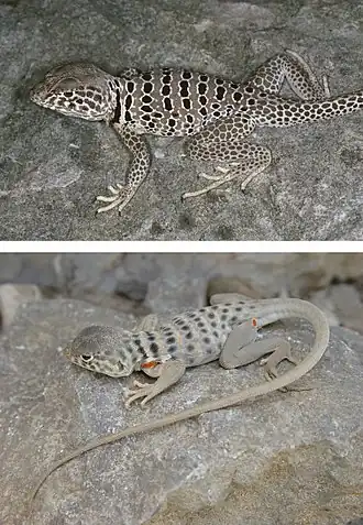 Description de l'image Amphibians-and-reptiles-of-the-state-of-Coahuila-Mexico-with-comparison-with-adjoining-states-zookeys-593-117-g005.jpg.