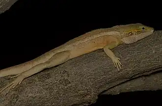 Description de l'image Amphibolurus centralis, Opalton QLD 4735, Australia imported from iNaturalist photo 164781271.jpg.