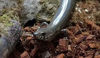 Description de l'image Amphiglossus_reticulatus.jpg.