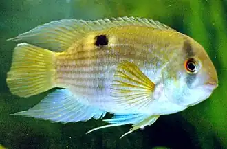 Description de l'image Amphilophus citrinellus 02.jpg.