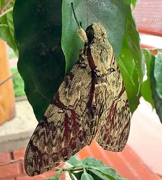 Description de cette image, également commentée ci-après