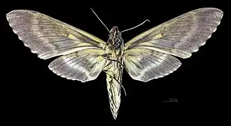 Face dorsale de la femelle (coll.MHNT)