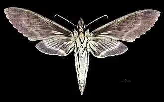 Revers du mâle (coll.MHNT)