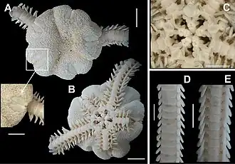 Amphiodia planispina