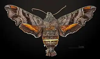 Amphion floridensis ♀ MHNT