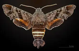 Amphion floridensis ♂ MHNT