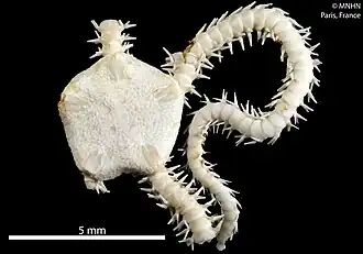 Amphipholis littoralis