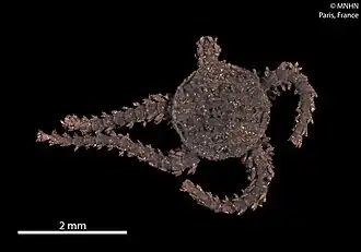 Amphipholis tuberosa