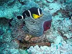 Un poisson-clown presque marron avec trois bandes blanches. Ses pectorales sont jaunes.