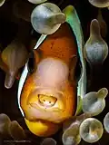 Cymothoa exigua parasitant un Poisson-clown de Clark