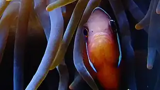 Femelle Adulte en aquarium