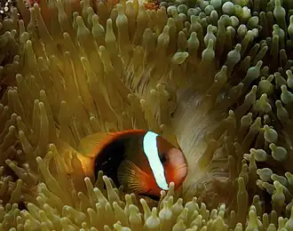 Amphiprion frenatus