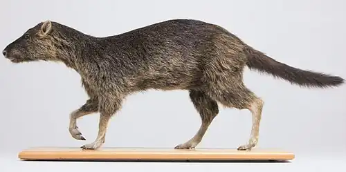 Reconstitution de Amphirhagatherium weigelti (Choeropotamidae)