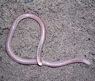 Description de l'image Amphisbaena ibijara in Lençóis Maranhenses National Park - ZooKeys-246-051-g006-C.jpeg.