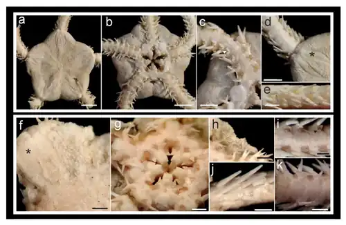 Détail de plusieurs Amphiura des abysses du Golfe de Gascogne.