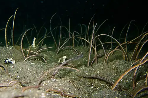 Amphiura arcystata observée in situ en Californie.