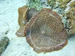 Une anémone (Corallimorphe) oreille d'éléphant, autres cnidaires hexacoralliaires (Amplexidiscus fenestrafer)